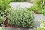 Plantes aromatiques dans le catalogue Carrefour