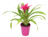 Aktuelle Blumentopf Angebote bei Kaufland in Krefeld Aktuelles Bromelie im Keramik-Übertopf Angebot bei Kaufland in Krefeld ab 5,55 €