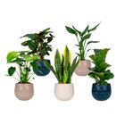 Plante verte - Carrefour à Noisy-le-Grand Plante verte en promo chez Carrefour Noisy-le-Grand à 7,99 €