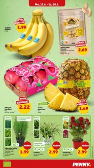Ananas Angebot im Penny Prospekt, gültig von 15.06.2026 bis 20.06.2026 Ananas Angebot im aktuellen Penny Prospekt auf Seite 5