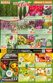 Aktueller Norma Prospekt mit Bananen, "Mehr fürs Geld", Seite 12