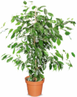 Netto Marken-Discount Uehlfeld - Yucca Angebot im Prospekt Yucca bei Netto Marken-Discount im Uehlfeld Prospekt für
