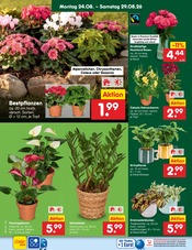 Ähnliche Dart Angebote im Prospekt "Aktuelle Angebote" von Netto Marken-Discount in Cottbus Ähnliche Angebote wie Dart im Prospekt "Aktuelle Angebote" auf Seite 31 von Netto Marken-Discount in Cottbus