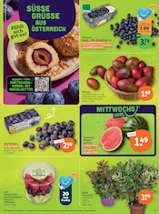 Pflanzen im tegut Prospekt in Ansbach Aktueller tegut Prospekt mit Pflanzen, "tegut… gute Lebensmittel", Seite 5