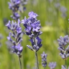 Lavande Angustifolia coloris bleu – 3 L - AUTRES PRODUCTEURS à 6,66 € dans le catalogue Botanic