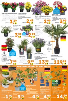 Salat im Globus-Baumarkt Prospekt "Immer eine Idee besser" mit 16 Seiten (Duisburg)