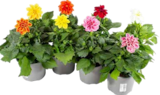 OBI - Dahlia Angebot im Prospekt Dahlia bei OBI im Prospekt "" für 2,99 €