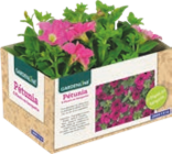 Pack de 6 plantes fleuries pour balcon et terrasse - GARDENLINE en promo à 4,99 € chez Aldi Pack de 6 plantes fleuries pour balcon et terrasse - GARDENLINE dans le catalogue Aldi