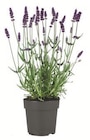 Lidl Gröbenzell - Lavendel angustifolia Angebot im Prospekt Lavendel angustifolia bei Lidl im Gröbenzell Prospekt für 2,49 €