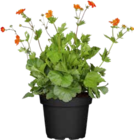 Nelkenwurz (Geum coccineum) von GROW by OBI im aktuellen OBI Prospekt