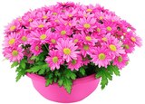 Chrysantheme im Angebot bei Penny in Bonn Chrysantheme Angebote bei Penny Bonn für 3,49 €