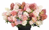 Aktuelles Bodendecker-Rispen-Hortensie Groundbreaker Angebot bei Dehner Garten-Center in Dresden ab 24,99 €
