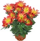 Chrysantheme im Angebot bei Kaufland in Kamen Chrysantheme Angebote bei Kaufland Kamen für 1,99 €