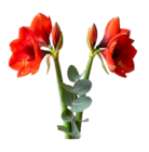 Aktuelle Zimmerpflanzen Angebote bei EDEKA in Hamburg Aktuelles 2er Amaryllis mit Grün Angebot bei EDEKA in Hamburg ab 4,99 €