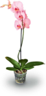 Orchidee im Angebot bei Netto Marken-Discount in Freiberg Orchidee Angebote bei Netto Marken-Discount Freiberg für 9,99 €