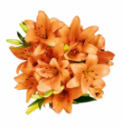 Lilien Strauß im Angebot bei Netto Marken-Discount in Ahlen Lilien Strauß Angebote bei Netto Marken-Discount Ahlen für 3,33 €