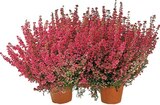 Glockenheide Angebote bei REWE Hoyerswerda für 2,22 €
