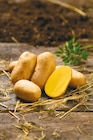 Pflanzkartoffeln Goldmarie  im aktuellen Netto mit dem Scottie Prospekt für 6,29 €