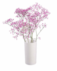 Schleierkraut (Gypsophila) im Lidl Prospekt Schleierkraut (Gypsophila) im aktuellen Lidl Prospekt für 1,99 €
