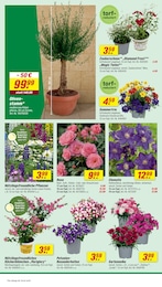 Petunie Angebot im aktuellen toom Baumarkt Prospekt auf Seite 8