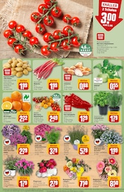 Tomaten im REWE Prospekt in Leinfelden-Echterdingen Aktueller REWE Prospekt mit Tomaten, "Dein Markt", Seite 5