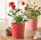 Rosier pot 12 cm dans un cache pot à 5,99 € dans le catalogue Intermarché Super