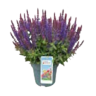 Aktuelle Blumen Angebote bei E center in Rostock Aktuelles Pfingstrosen Premium oder Stauden Angebot bei E center in Rostock ab 5,99 €