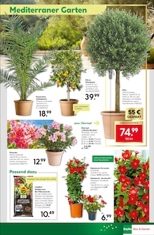 Oliven im BayWa Bau- und Gartenmärkte Prospekt "Traumterrasse in jedem Fall" mit 24 Seiten (Nürnberg)