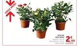 Rosier Prix Mini - Super U à Niort Rosier Prix Mini en promo chez Super U Niort à 2,99 €