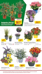 Eukalyptus Angebot & Preis im aktuellen toom Baumarkt Prospekt Eukalyptus Angebot im aktuellen toom Baumarkt Prospekt auf Seite 6