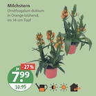 Milchstern im aktuellen V-Markt Prospekt