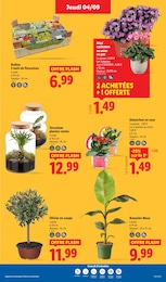 Offre Banania dans le catalogue Lidl du moment à la page 31