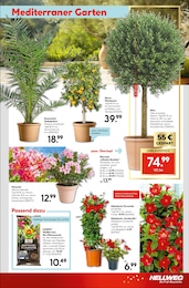 Palme Angebot im aktuellen Hellweg Prospekt auf Seite 21