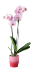Orchidée royale en pot céramique - Lidl à Neuilly-sur-Seine Orchidée royale en pot céramique en promo chez Lidl Neuilly-sur-Seine à 15,99 €