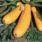 Bio-Zucchini gelb Angebote bei Hornbach Pirna für 2,69 €