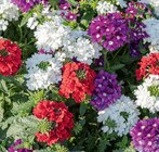 Verveines - Delbard Verveines à 2,50 € dans le catalogue Delbard