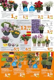 Lavendel im Globus-Baumarkt Prospekt in Recklinghausen Aktueller Globus-Baumarkt Prospekt mit Lavendel, "Immer eine Idee besser", Seite 6