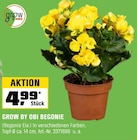 Begonie im OBI Prospekt Begonie von Grow by OBI im aktuellen OBI Prospekt für 4,99 €
