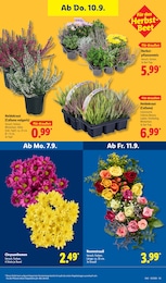 Blumen im Lidl Prospekt LIDL LOHNT SICH auf S. 27