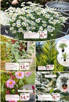 Oliven im Garten-Center Nordharz GmbH & Co. KG Prospekt "Frühling pflanzen. Ostern genießen." mit 16 Seiten (Wolfsburg)