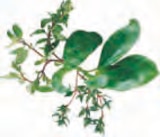 Fix Curry Geschnetzeltes Angebote von Maggi bei EDEKA Pinneberg für 0,49 €