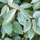 Promo Olivier de Bohême à 6,99 € dans le catalogue Botanic à Vivier-Au-Court