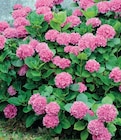 Super U Montreuil - Promo Azalée Japonica Promo Azalée Japonica à 4,99 € dans le catalogue Super U à Montreuil