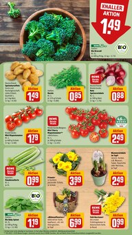 Blumen im REWE Prospekt "Dein Markt" mit 30 Seiten (Jena)