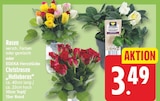 Christrosen „Helleborus“ oder Rosen im Angebot bei WEZ in Bad Oeynhausen Christrosen „Helleborus“ oder Rosen Angebote von EDEKA Herzstücke bei WEZ Bad Oeynhausen für 3,49 €