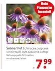 Sonnenhut Echinacea purpurea Angebot in Freystadt Sonnenhut Echinacea purpurea im aktuellen Prospekt bei bauSpezi in Freystadt