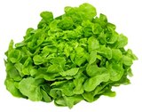Aktuelles Grüner oder roter Eichblattsalat Angebot bei REWE in Heidelberg ab 1,11 €