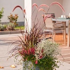 Hagebaumarkt - Herbstpflanzen „Heidekaiser“ Angebot im Prospekt Herbstpflanzen „Heidekaiser“ bei Hagebaumarkt im Prospekt "" für 12,99 €