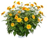 SONNENBLUME „SUFINITY DOUBLE YELLOW“ im Angebot bei OBI in Augsburg SONNENBLUME „SUFINITY DOUBLE YELLOW“ Angebote bei OBI Augsburg für 9,99 €
