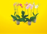 Phalaenopsis 2 tiges pot 12 cm à 7,99 € dans le catalogue Netto